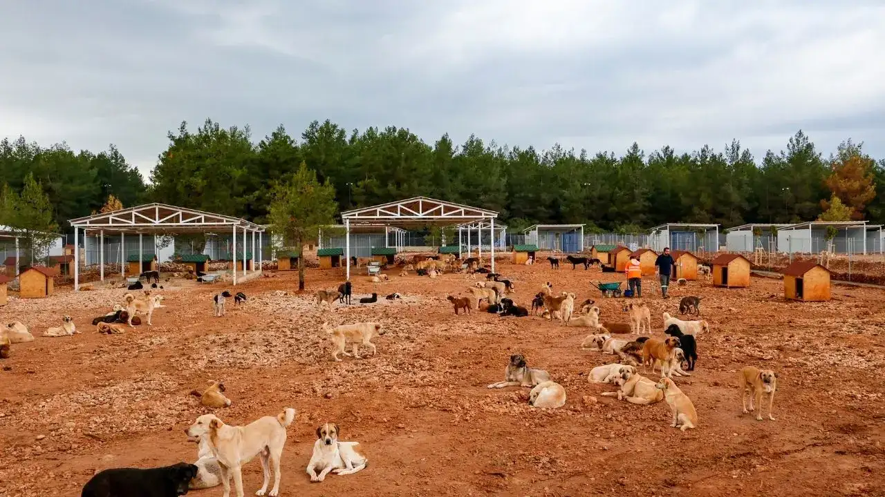 Antalya’da Can Dostlara Müjde: Bakımevi Alanı 84 Dönüme Çıktı! 2